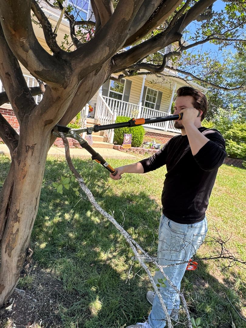 Pruning an ornamental tree in a front yard